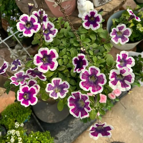 semi di petunia, petunie pendenti di semi petunie da balcone resistenti in vaso da esterno selvatici ombrato decorativo 1000semi