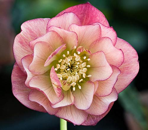 Portal Cool Helleborus Orientalis Elleboro Albicocca Double A 9cm Pot