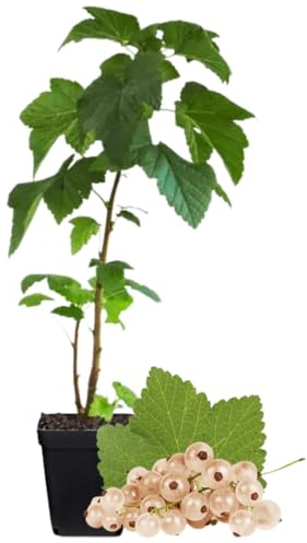 White Currant Bush Live Plant, Sweet Currant Plant Live for Planting Current Shrub, Currant Berries in 3.5 Pot