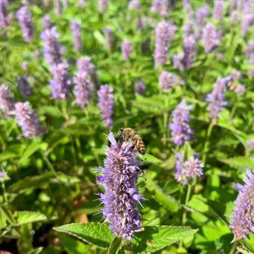 semillas de ortiga perfumadas, verdes Agastache foeniculum, regalos para jardineros exóticas raras de balcón jardín medicinales silvestres 100pcs