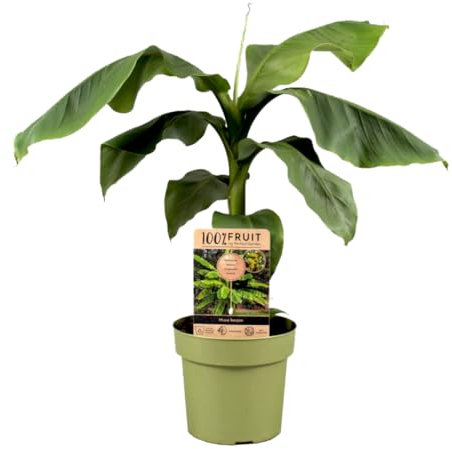 Plant in a Box - Bananenpflanze - Musa Basjoo - Höhe 55-70cm - Topf 21cm - Bananenbaum Winterhart