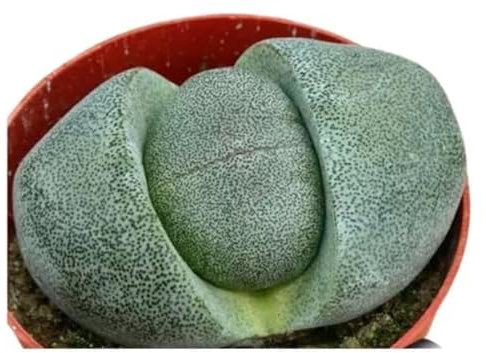 Cactus Piedra Lithops Suculenta de Interior en Maceta de 5 cm