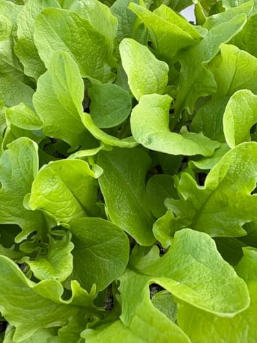 Eichblattsalat grün, 10 Salat Jungpflanzen, Pflücksalat Eichenlaubsalat, Lactuca sativa var. acephala