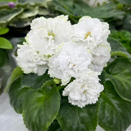 echt usambaraveilchen pflanzen samen gartenblumen, zimmerpflanzen samen usambaraveilchen samen topfpflanzen draußen winterhart, frühlingsblume seltene pflanzen, wohnzimmer deko 100pcs