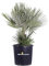 Pianta di Chamaerops Humilis Compacta Palma ornamentale da esterno pianta decorativa da giardino pianta vera venduta da eGarden.store (Vaso 30 cm)