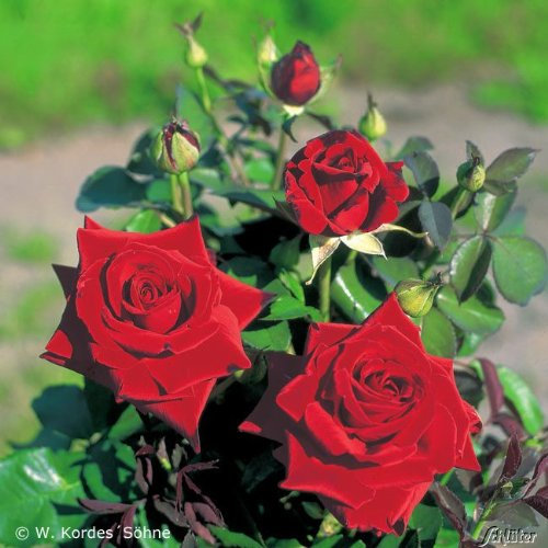 Edelrose Duftzauber 84 in dunkelrot - Duftrose winterhart - Rosen-Blüte in dunkelrot - Rose mittelstark duftend im 5 Liter Container von Garten Schlüter - Pflanzen in Top Qualität