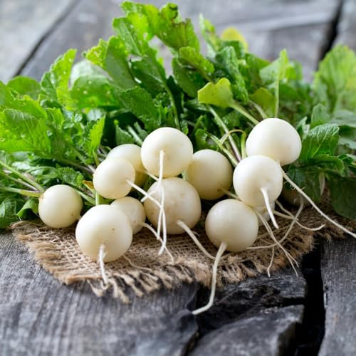 PREMIER SEEDS DIRECT - Radish Seeds - White - Hailstone - 10 Grams