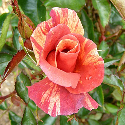Heirloom Roses Rose Plant - Tawny Tiger Multi Rose Bush, Floribunda Live Plant for Planting Outdoors
