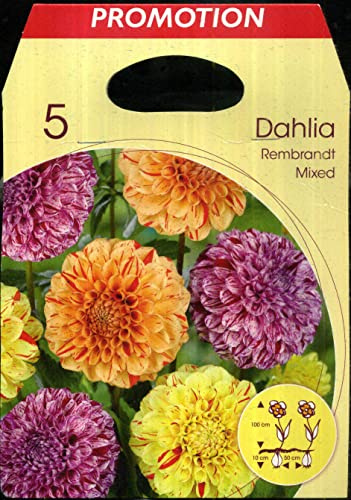 Holland Park Bulbi da Trapianto di Vari Colori e Tipologie a Fioritura Primaverile/Estiva (DALIA REMBRANT MIX 5 bulbi)