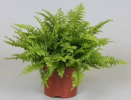 Nephrolepis | Stunning Boston Fern | Sword Fern | Indoor Home or Office Plant in 12cm Pot | 25-35cm (Incl. Pot)
