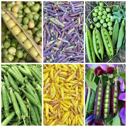 erbsen samen - erbsensamen zum pflanzen, bonsai samen, bio samen gemüs wintererbsen samen, exotische pflanzen winterhart, gartendeko für draußen nachhaltige geschenke, alte 60pcs