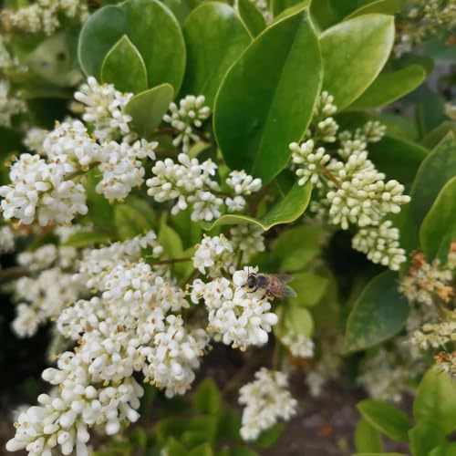 semillas de aligustre - resistentes para balcón. variedades antiguas organicas, 30pcs
