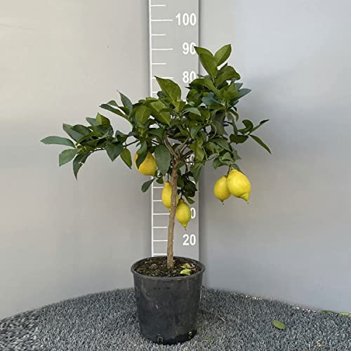 SAVINI VIVAI Citronnier, agrume Lunario, plant de citronnier en pot de 20 cm hauteur 70 cm 2-3 ans de greffage, fabriqué en Italie