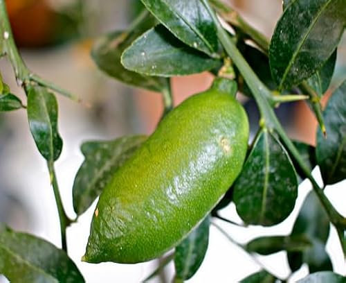 100 graines de citron vert