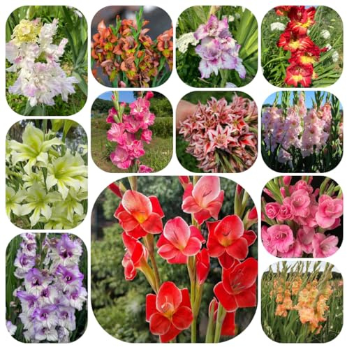 gladiolenzwiebeln winterhart mehrjährig - garten balkonpflanzen 20pcs