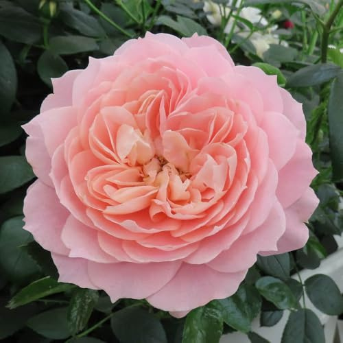 YouGarden Harkness Roses Denise's Rose, 4 Litre Apricot Orange Fragrant, Repeat Flowering Floribunda, Ready To Plant