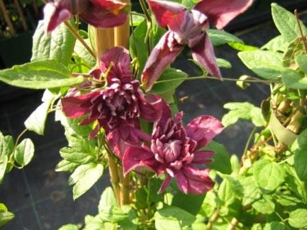 Clematis viticella Purpurea plena Elegans (60-100 cm) - Waldrebe/Klematis