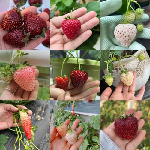 200 pcs Erdbeeren Samen - Erdbeersamen kletterpflanze winterharte balkonpflanzen Erdbeeren Samen Bio Exotische Pflanzen, Geschenke Für Pflanzenliebhaber Extrem Winterharte Kübelpflanzen,