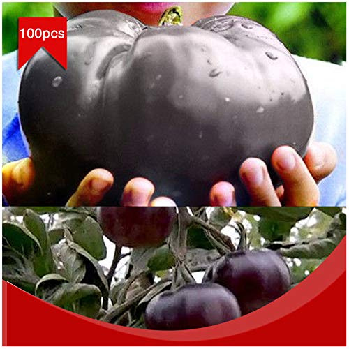 Portal Cool 100pcs / bolsa de carne de vaca gigante Negro híbridos de tomate Semillas orgánicos de la herencia del jardín del tomate