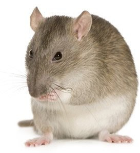 Reptile Centre Frozen Rat Medium 151-250g, Barcode 5-pack