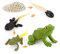 Tier-Lebenszyklus-Spielzeug-Set, Frosch Lebenszyklus-Set, Waldtierfiguren, Lernwerkzeug, Figuren, Spielzeug-Set für Kindergarten, frühkindliche Bildung, Größe: Frosch