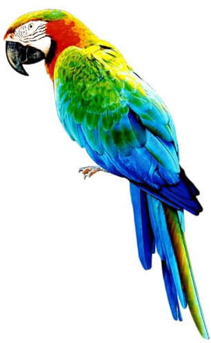 Hbbgdiy Figurines d'oiseaux de Fer 15x7, 1 Pouces, Art Mural réaliste avec Conception de Tronc d'arbre, décoration Perroquet pour Jardin, Cour extérieure, terrasse, Sculptures murales la Maison