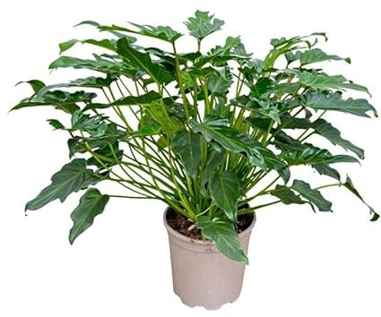Philodendron Xanadu – 60 cm – kompakt inomhusväxt med befjädrade bladverk – tropisk grön för hem och kontor – lättskött och dekorativ