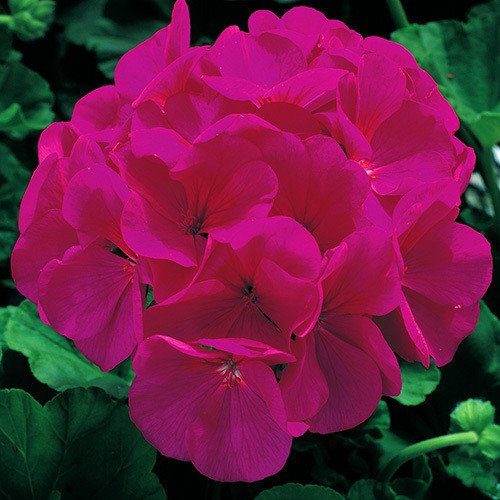 Plant World Seeds - Geranium 'Maverick Violet' Seeds (Annual Flower Seeds)