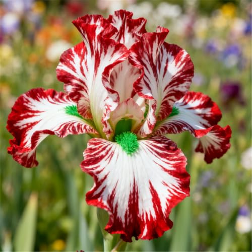Rizoma di Iris grande/Iris tedesco/Giardino/Balcone/Vaso/Decorazione da giardino-4 PCS-J