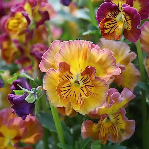 viola del pensiero - Viola tricolore d'appartamento esotiche giardino semi di giardino 250pcs