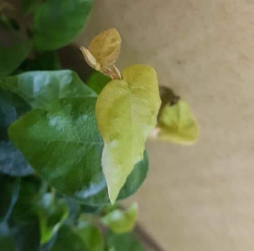 Ficus pumila/Figuier rampant/Godet/Fruitier/Plante d'intérieur et d'extérieur