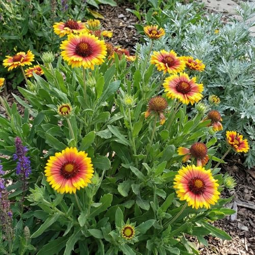Bloomique - Set di 3 - Gaillardia Arizona Sun - Fiore a coccarda - Ricca fioritura - Resistente all'inverno - Perenne - Altezza 10-20 cm - Vaso da 9 cm