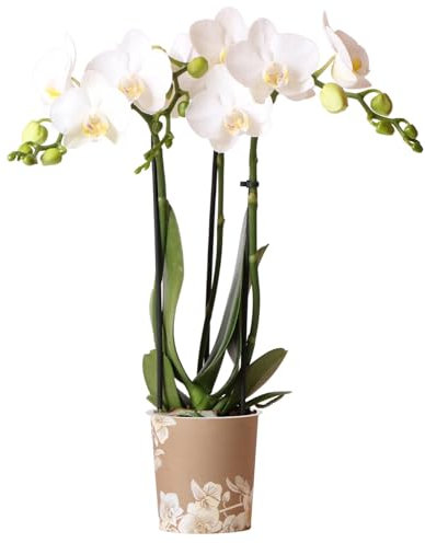 Orchid Phalaenopsis Kolibri Amabilis - Moth Orchid - Real Indoor Houseplant - Live Plant for Living Room, Bedroom, Office - Indoor Plant Decor (9cm Pot, 30-40cm)