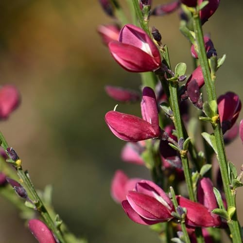 Vivai le Georgiche - Pianta vera di Cytisus Roter Favorit Cytisus 'Red Favourite' Citiso, Ginestra 'Roter Favorit' - vaso Ø 18 cm - altezza alla vendita 20-30 cm