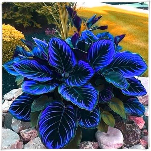 resistenti al freddo e alla siccità,Bulbi di Hosta -Radici selezionate di hosta,miste,adatte per la decorazione di giardini e balconi-4 Bulbi-A