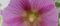 60 Seeds of Flower Hollyhock Halo Pink