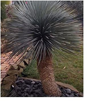 Pezzi - 10x Yucca Rostrata Blu Yucca Giardino Piante - Seme ID977 - Seeds & Plants Shop by Ipsa