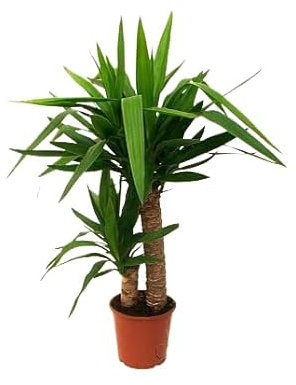 Yucca Elephantipes de 100cm 2 Troncos - Planta Natural de Interior para Crear un Ambiente Sereno