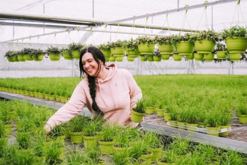 3 x 12cm Topf Zyperngras Katzengras (Cyperus zumula) - fertig gewachsen