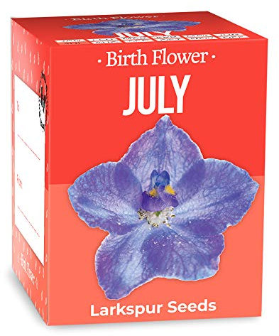 Gift Republic July Birth Flower Grow Kit – Larkspur Seeds + Eco Starter Pot – Grow Your Birth Flower – Thoughtful Gift -Birthday/Anniversary
