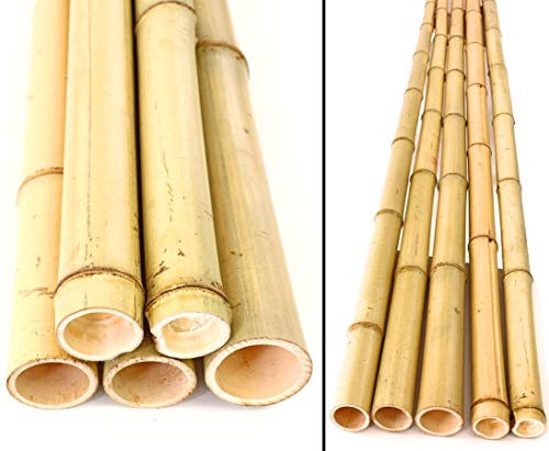 5er Set Bambusrohr ca. 600cm Moso gelb Gebleicht mit 4,8-6cm Durchmesser - Bambusstangen Bambusstäbe ca. 6m lang (BAYS6005)