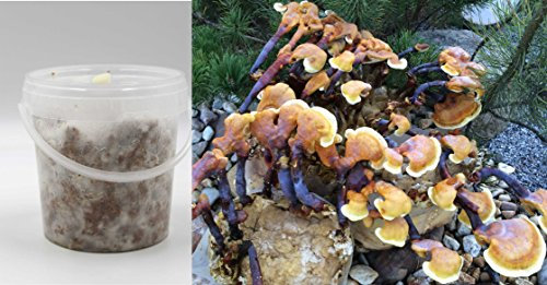Bio Reishi/Ling Zhi Substratbrut - Pilze selber züchten