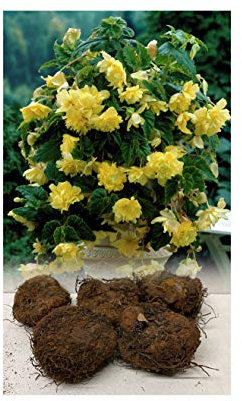 GARTHWAITE NURSERIES® : - UK Stockist : - 5 Yellow Pendula/Trailing Begonias Tuberous Bulbs/Corms for Garden/Hanging Baskets & Tubs Stunning Summer Flowering Plant