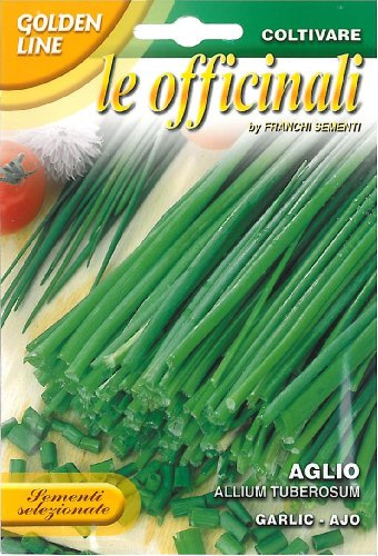 AGLIO ALLIUM TUBEROSUM FRANCHI SEMENTI