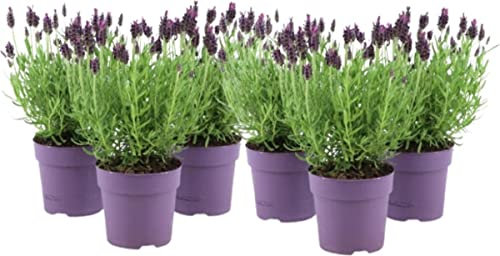 Plantas de Lavanda - Pack 6 Unidades - Flores Naturales Interior y Exterior