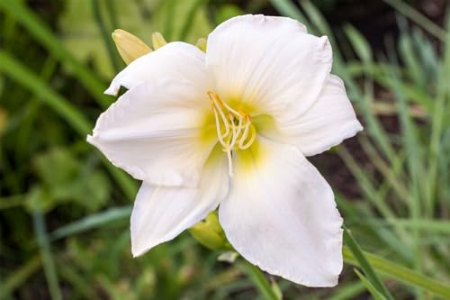 Hemerocallis 'White Temptation' 11x11 cm Topf – Winterhart, Mehrjährig, Pflegeleicht – Taglilie – Staude für Beet & Rabatte
