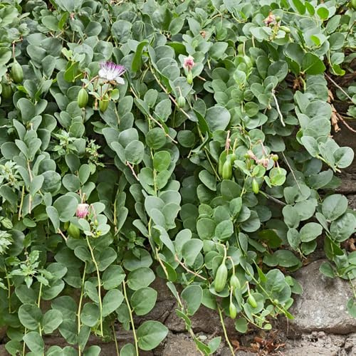 semillas de alcaparra ornamental jardín semillas de jardín perennes resistentes interior arbustos 100pcs