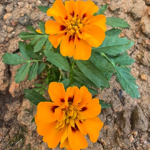 Semi di calendula - selvatici da giardino Tagetes patula - vecchie varietà resistenti semi di tappezzante resistenti 150pcs