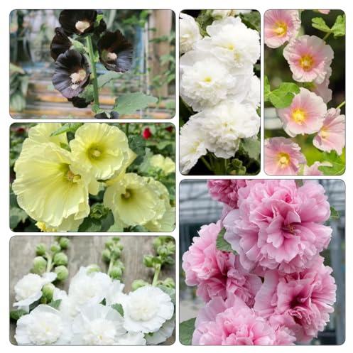 stockrosensamen stockrosen stockrose - frühlingsblumen blumengarten blumenwiesensaat wildblumen balkonblumen indoor kräutergarten blumensamen kaufen exotische zimmerpflanzen 1000samen