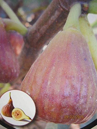 Selbstfruchtende Feige Signora - Ficus carica Signora